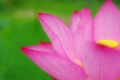 蓮の花