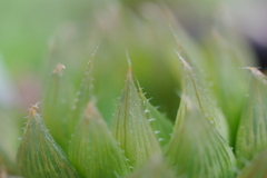 とうめいな植物