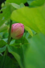 かくれ蓮
