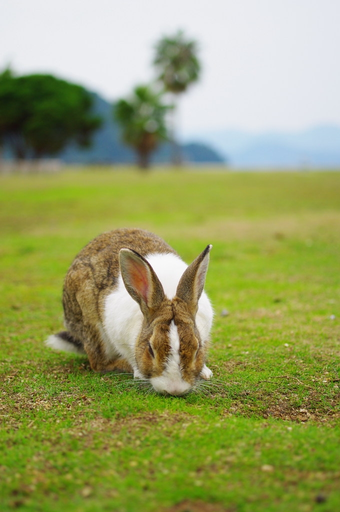 うさぎ４