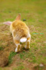 うさぎ２
