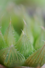 とうめいな植物