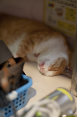 睡眠中