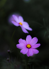 秋桜