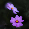 秋桜