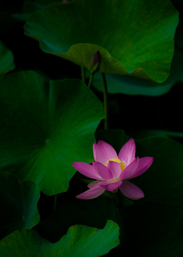 lotus
