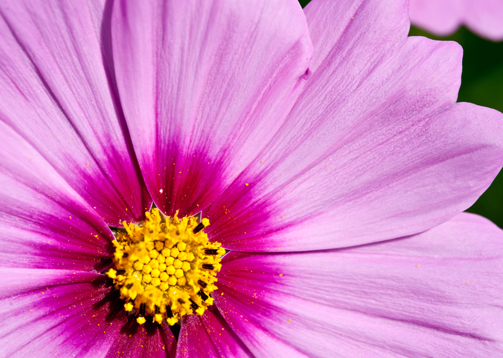 昭和記念公園コスモスその5