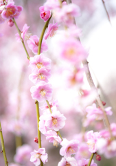 梅の花