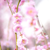 梅の花