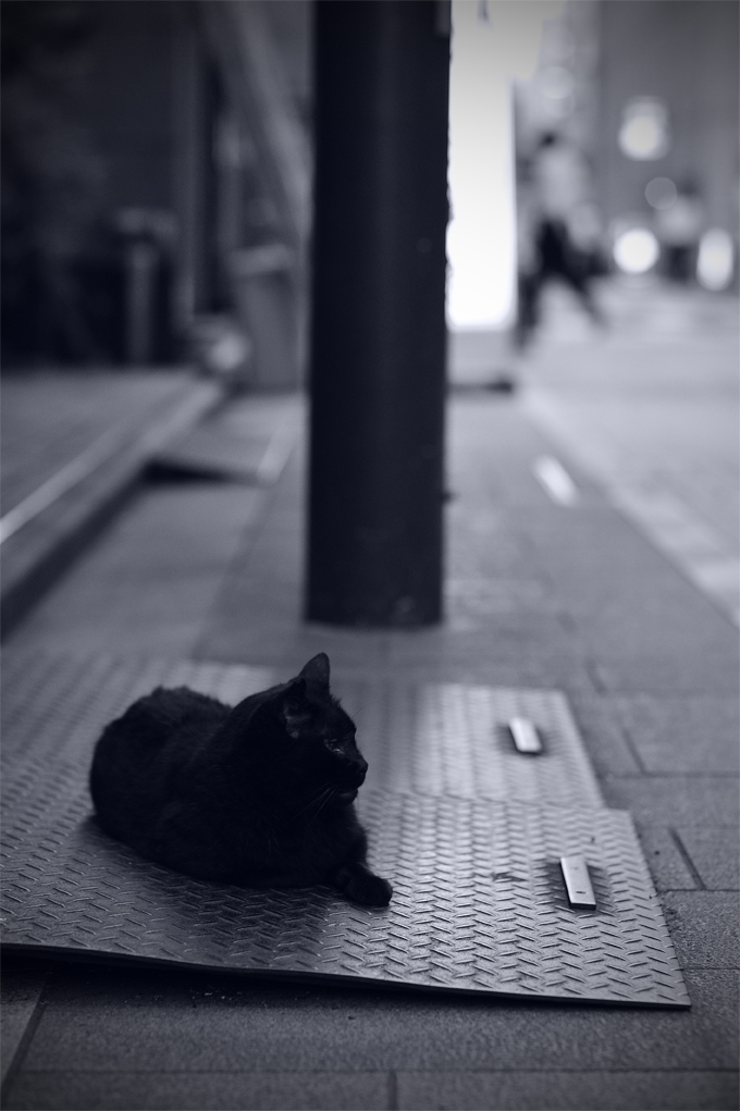 黒猫