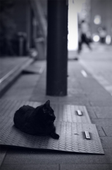 黒猫