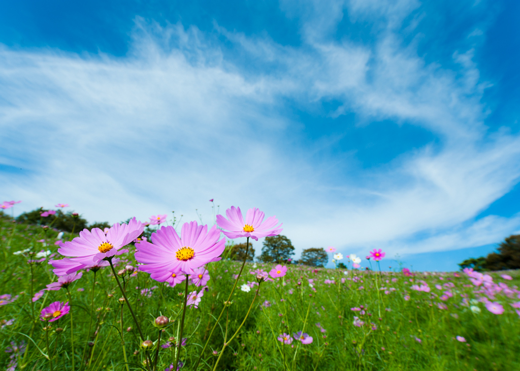 昭和記念公園コスモスその1