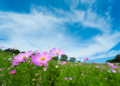 昭和記念公園コスモスその1