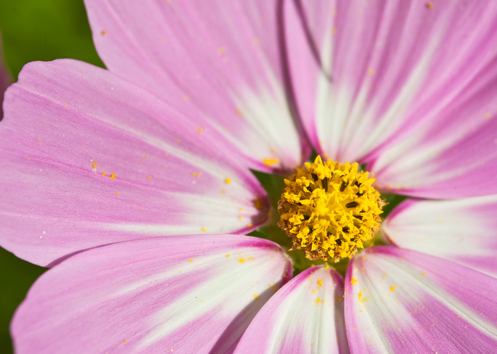 昭和記念公園コスモスその6
