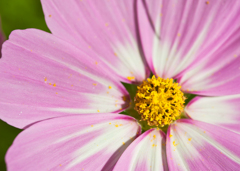 昭和記念公園コスモスその6