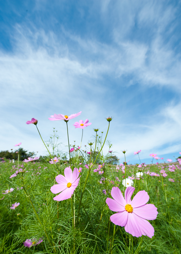 昭和記念公園コスモスその2