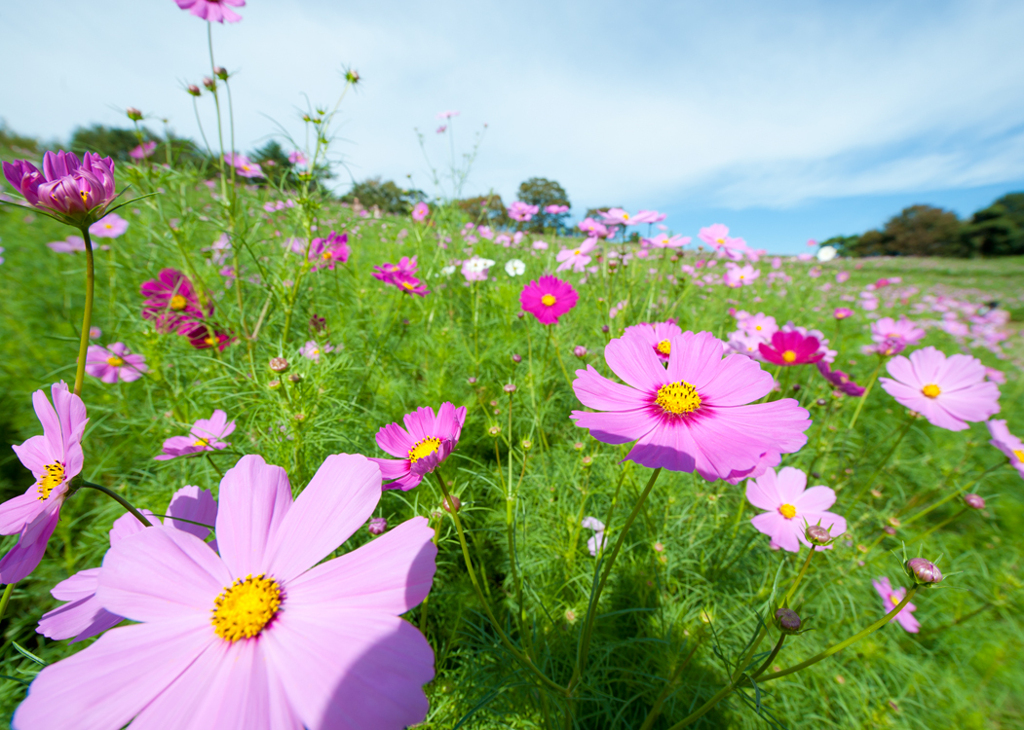 昭和記念公園コスモスその4