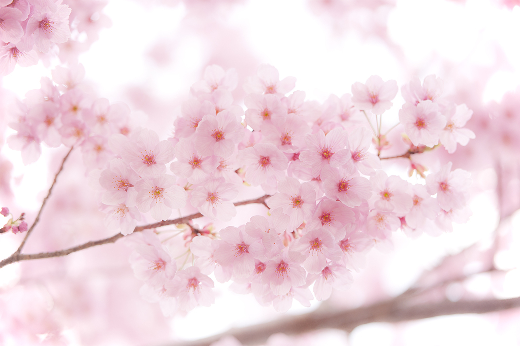 桜色