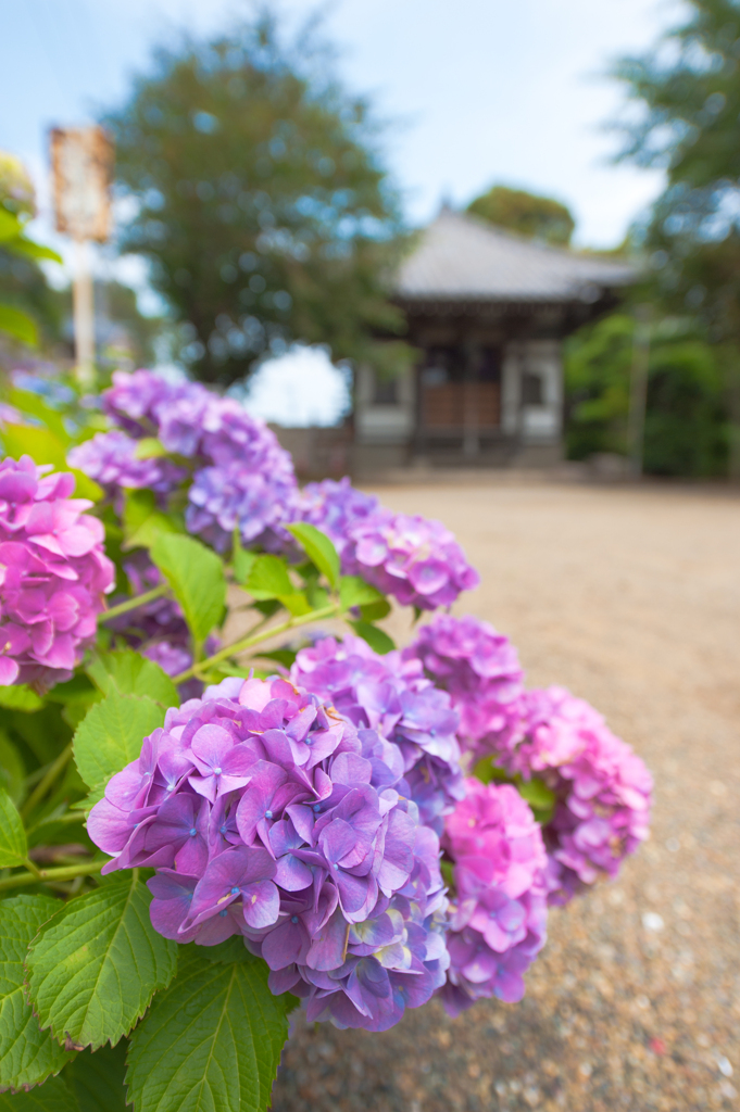 近所のあじさい