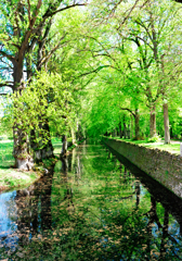 新緑と川