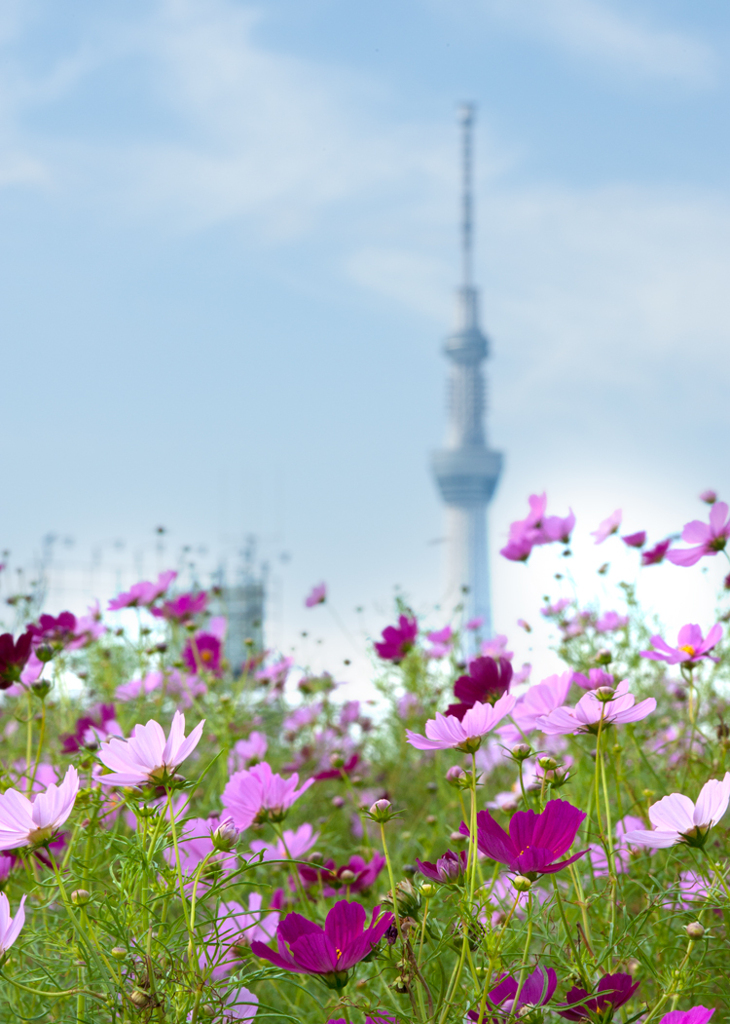 コスモスとスカイツリー