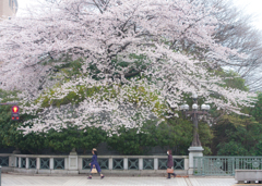 朝と桜と通勤