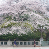 朝と桜と通勤