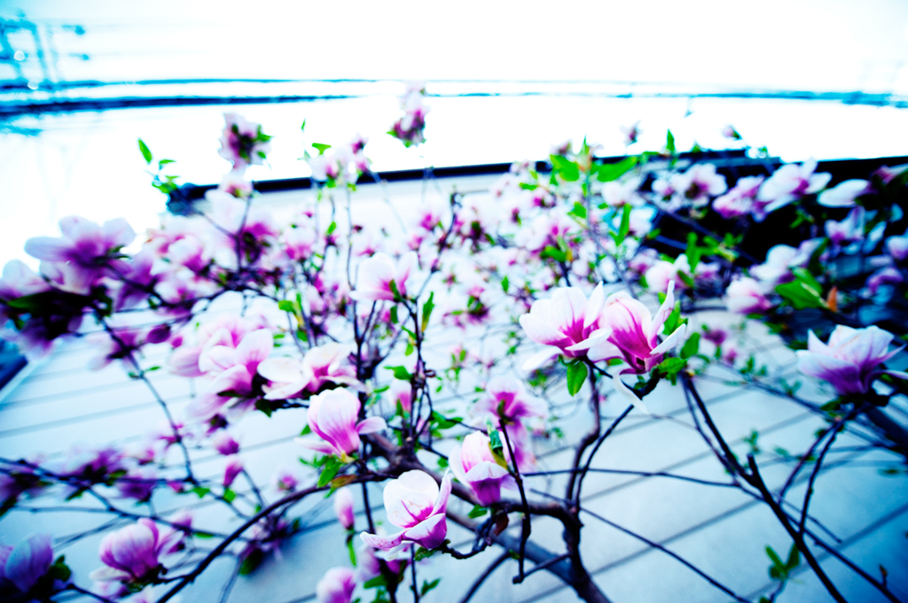 こぶしの花