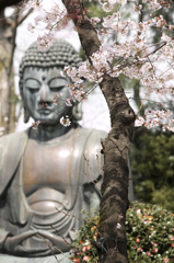 桜と大仏