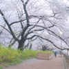 朝の散歩