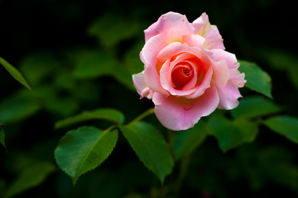 rose