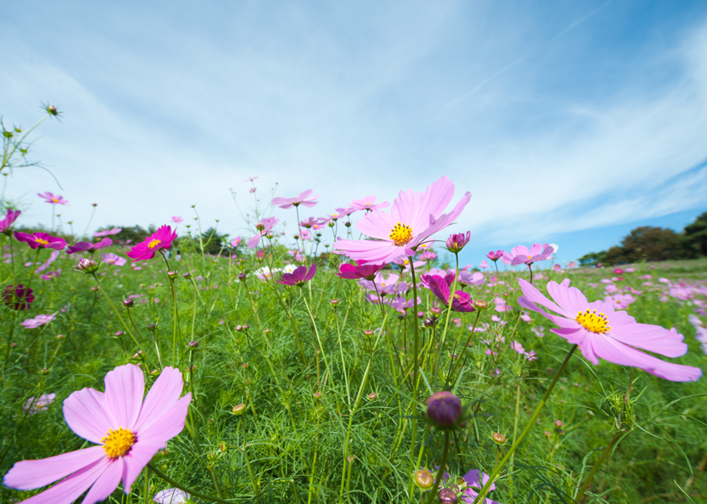 昭和記念公園コスモスその3