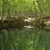 水面に映るブナ林