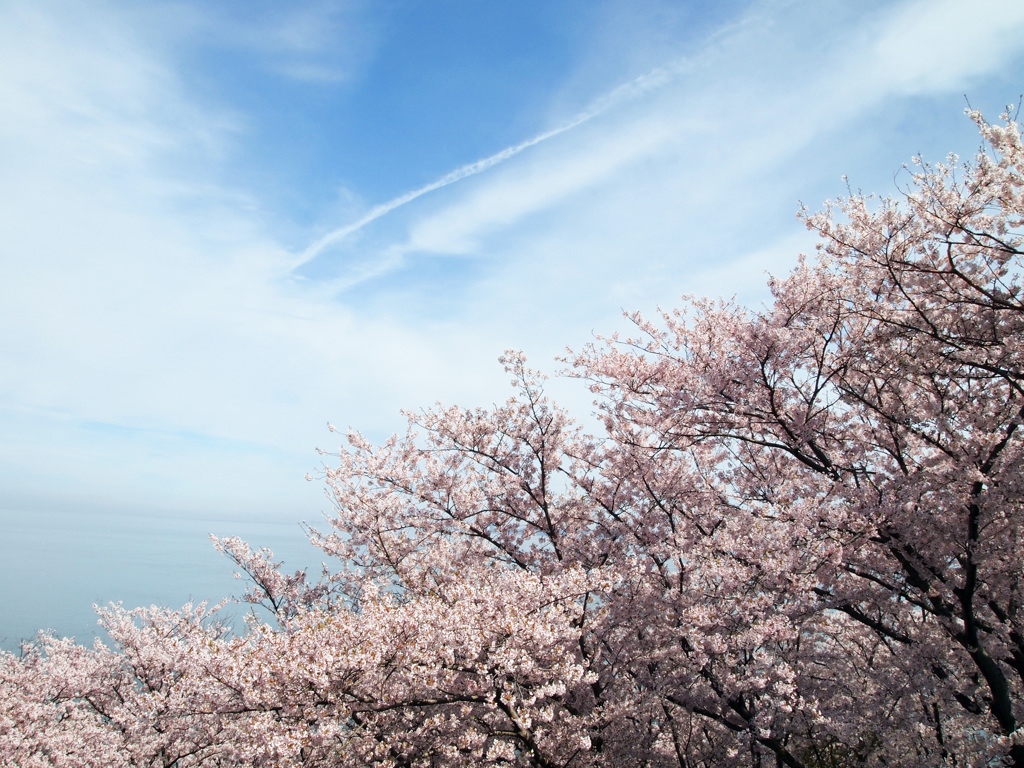 桜色