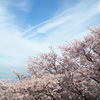 桜色