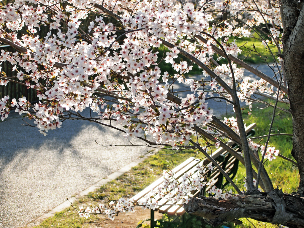 桜とベンチ