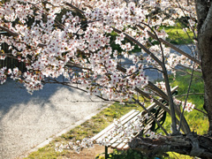桜とベンチ
