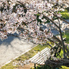 桜とベンチ