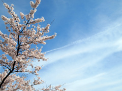 桜色Ⅱ