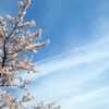 桜色Ⅱ