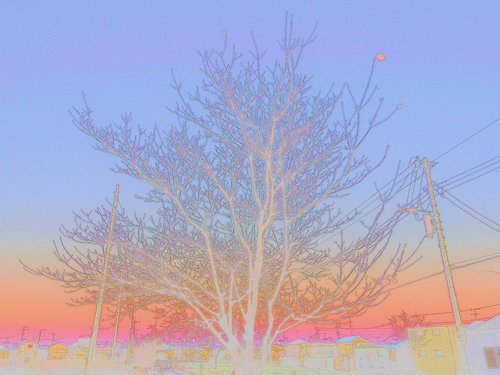 夕焼け×tree