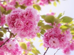 八重の桜