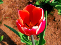 春と言えば・・・