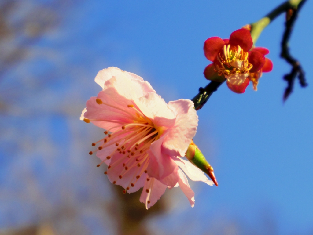 桜色の梅