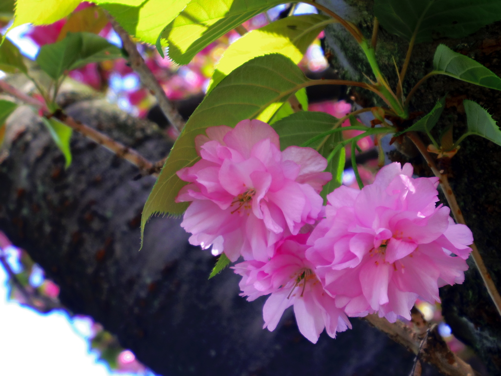 八重桜