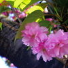 八重桜