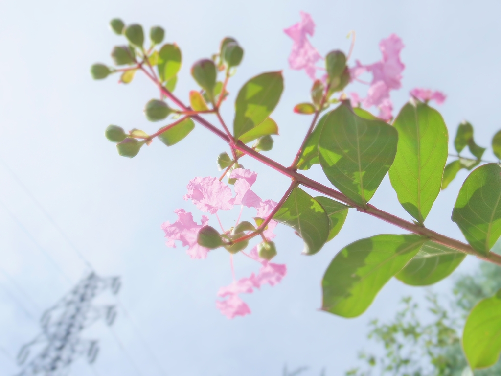 百日紅