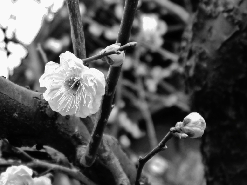 Japanese apricot