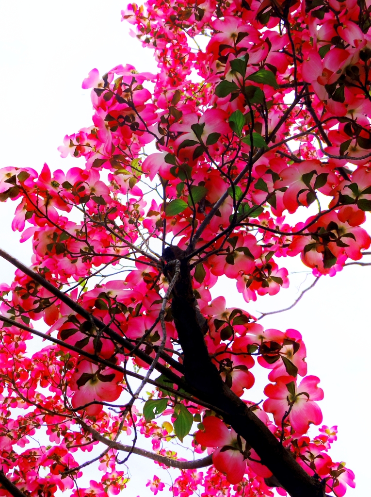 薄紅色