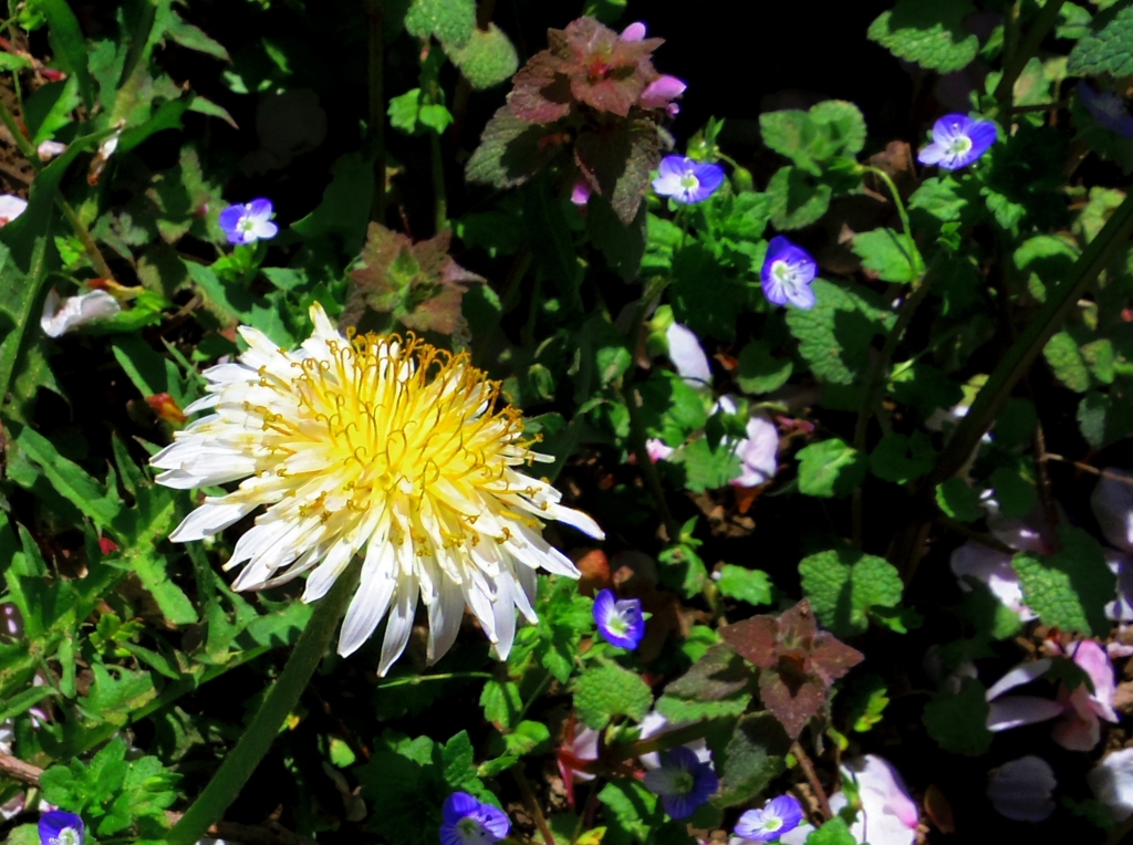 しろばなたんぽぽ